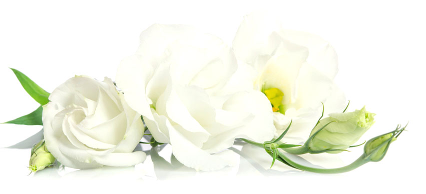 https://www.stromberghof.de/images/beitragsbilder/weisse_rose_diner_en_blanc.jpg